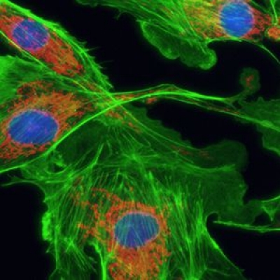 什么是熒光成像？